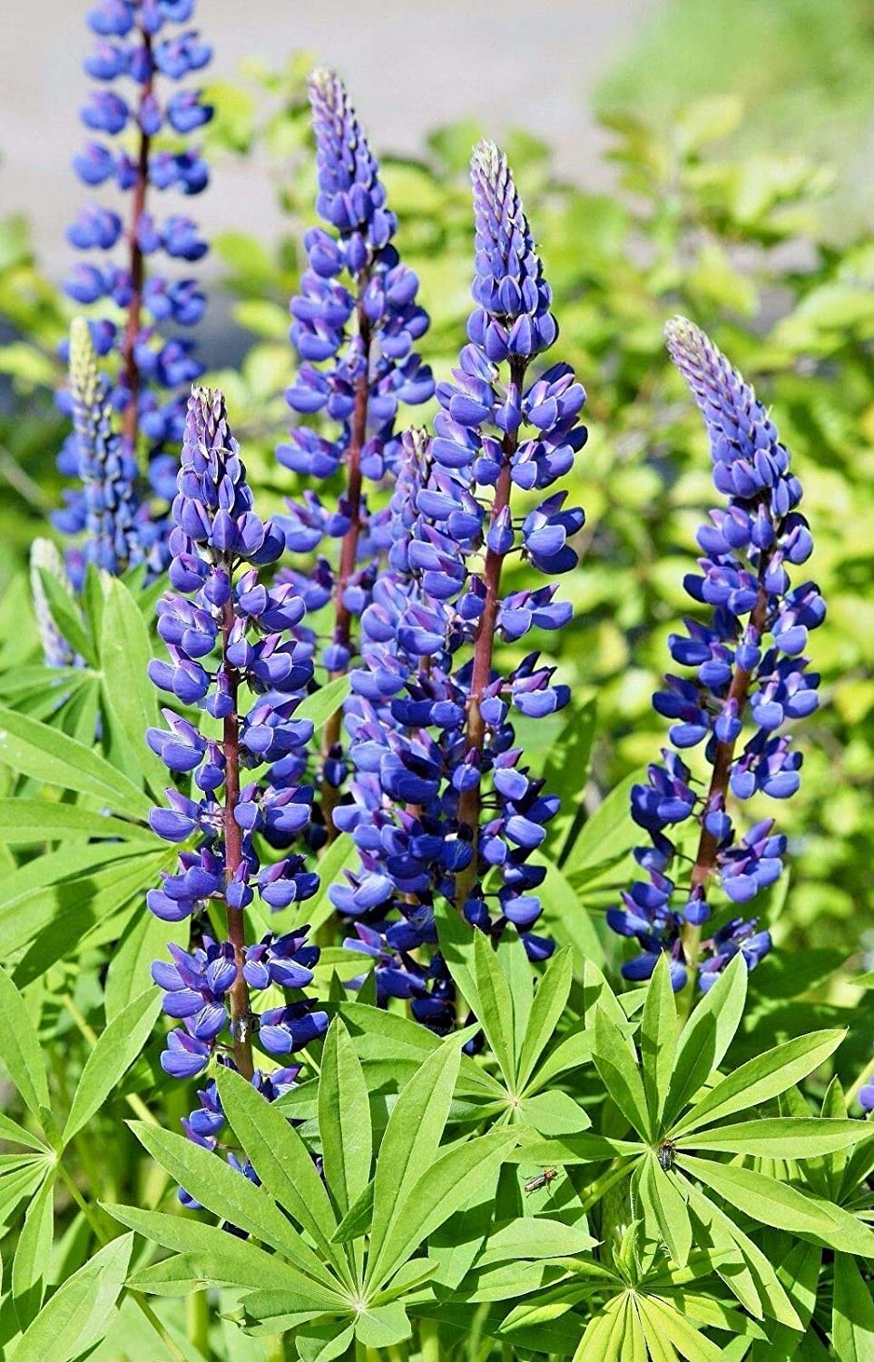 Lupinus BLUE